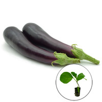 Aubergine plant 'Violetta Lunga 3'