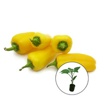 Paprikaplant 'Radja'