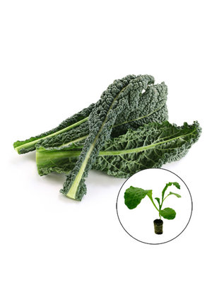 Palmkool plant 'Nero di Toscana'