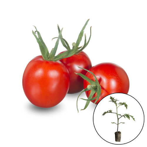 Tomatenplant 'De Barao' Tomatenplant 'De Barao'