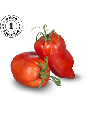 10x Tomatenzaden 'Cornue Des Andes'
