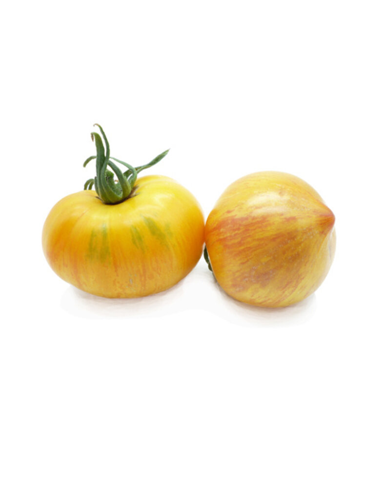 10x Tomatenzaden 'Copia Z Dziobkiem'