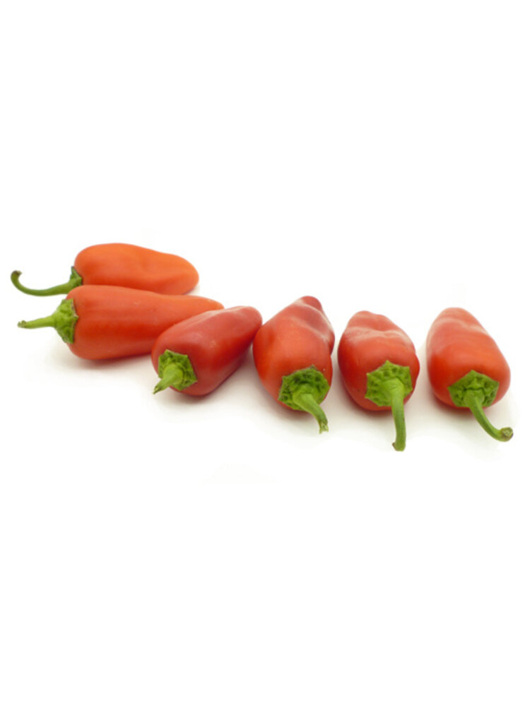 10x Paprika zaden 'Arwen'