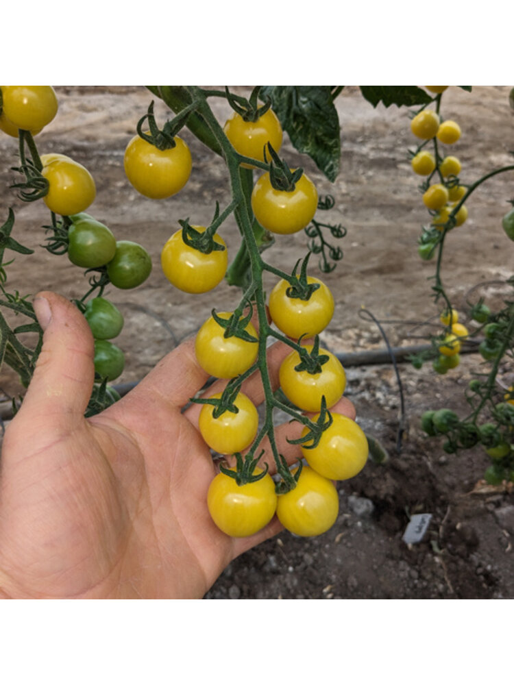 10x Tomatenzaden 'Lollipop'