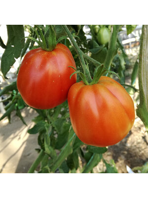 10x Tomatenzaden 'Liguria'