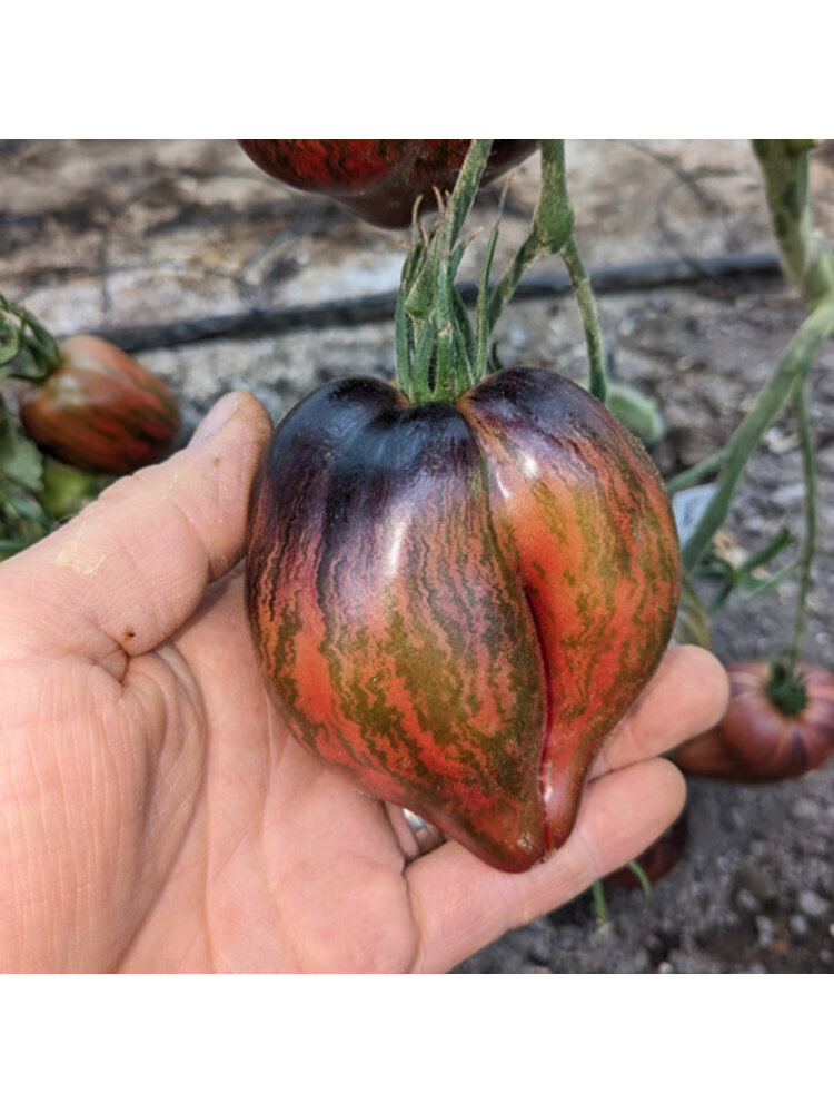 10x Tomatenzaden 'Rebel Starfighter Prime'