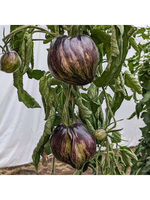 10x Tomatenzaden 'Rebel Starfighter Prime'