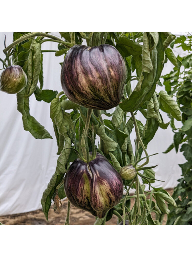20x Tomatenzaden 'Rebel Starfighter Prime'