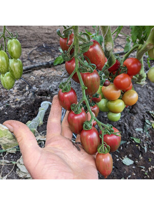 10x Tomatenzaden 'Candy Sweet Icicle'
