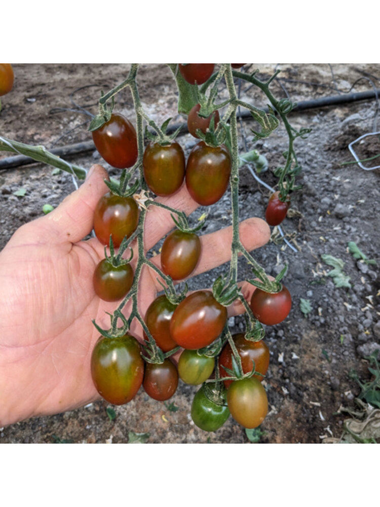 10x Tomatenzaden 'Qmata'