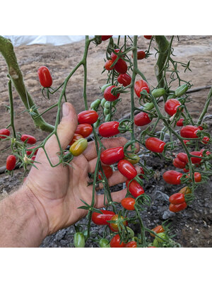 20x Tomatenzaden 'Datterini'