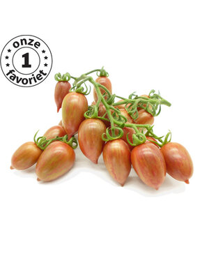 10x Tomatenzaden 'Candy Sweet Icicle'