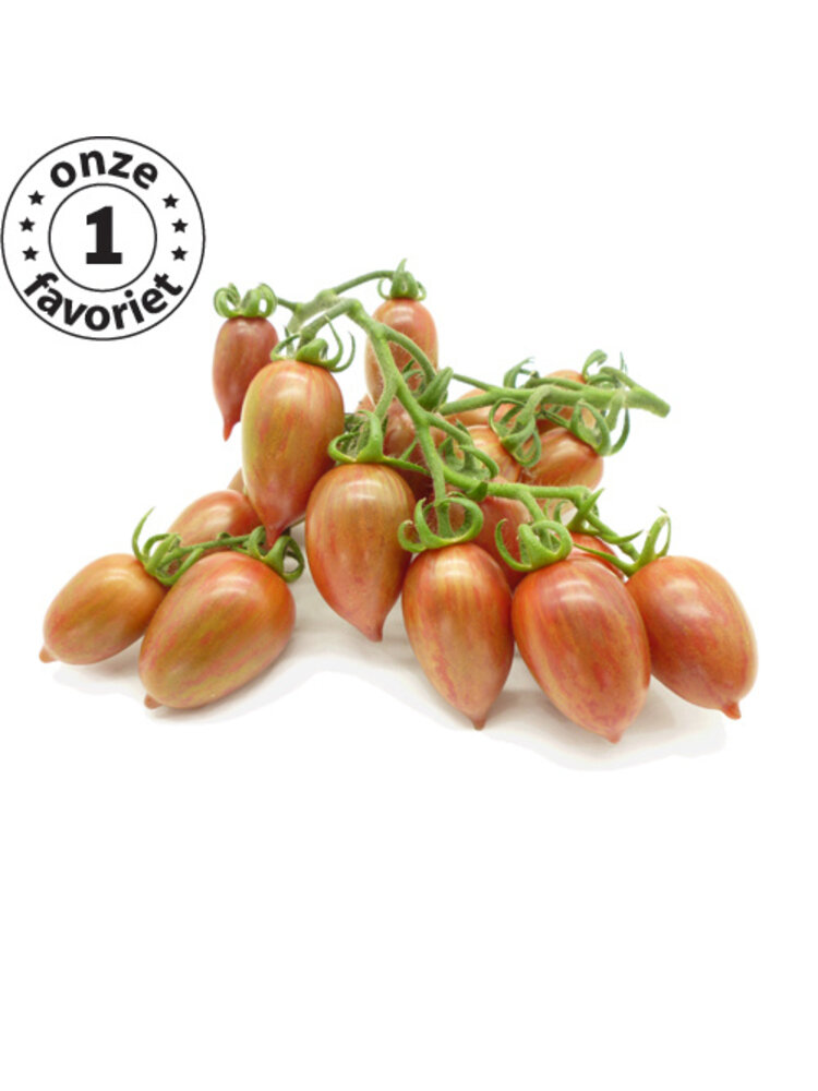 10x Tomatenzaden 'Candy Sweet Icicle'