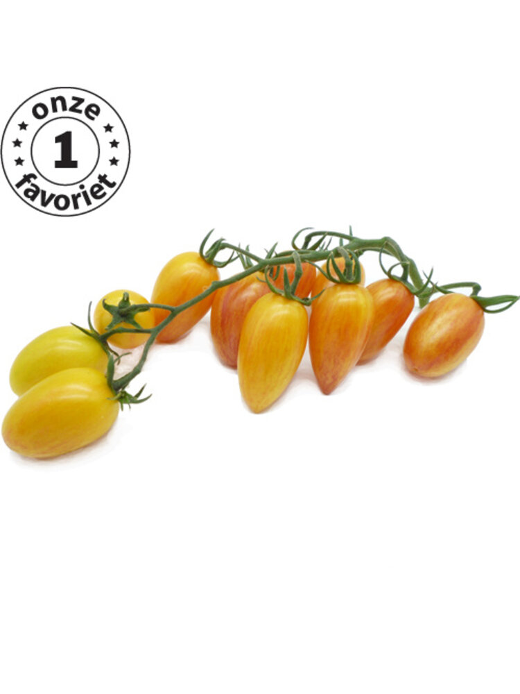 10x Tomatenzaden 'Blush'