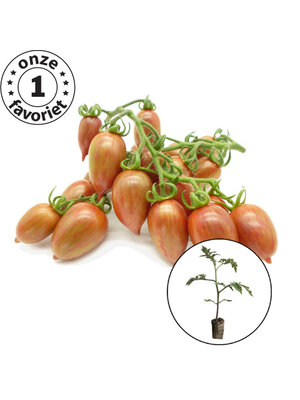 Tomatenplant 'Candy Sweet Icicle'