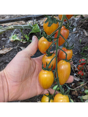 Tomatenplant 'Blush'