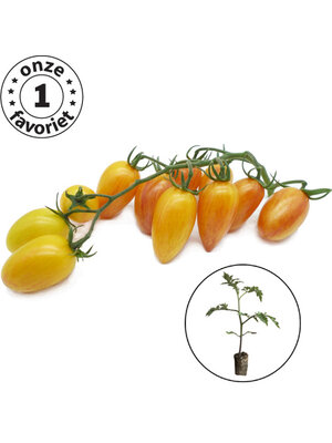 Tomatenplant 'Blush'