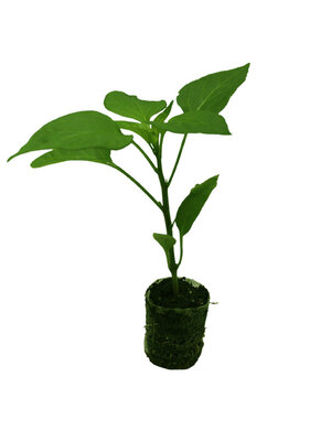 Paprikaplant 'Dulce De Espana'