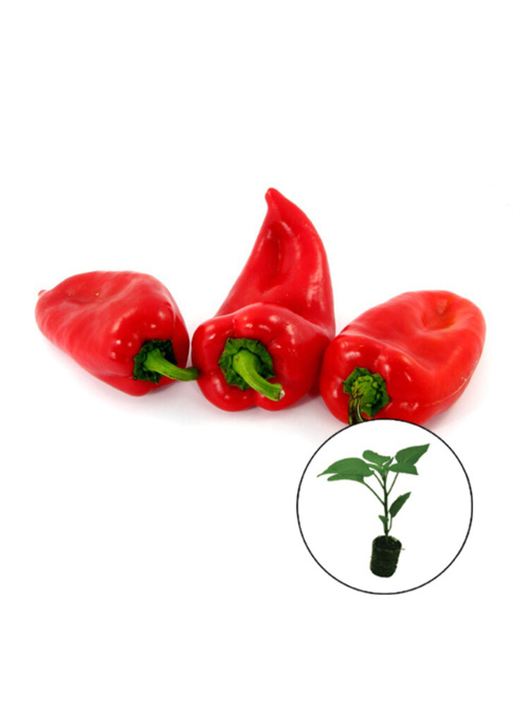 Paprikaplant 'Dulce De Espana'