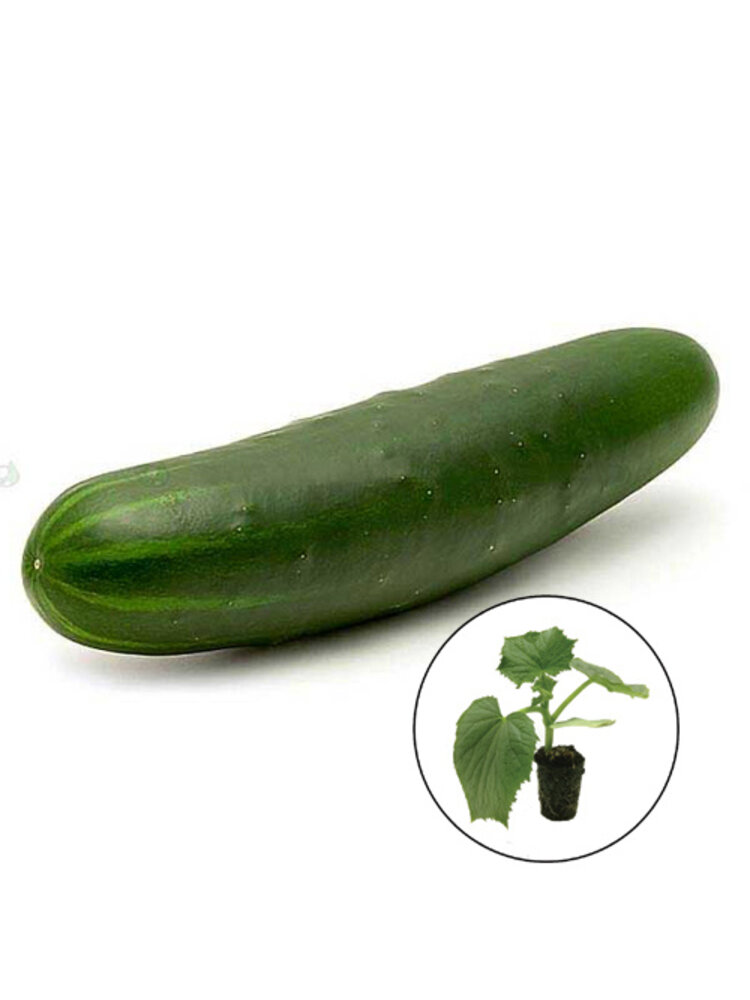 komkommerplant 'Marketmore'