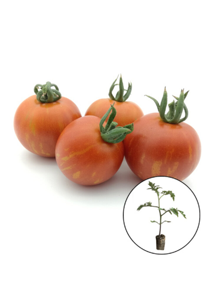 Tomatenplant 'Tigerella'