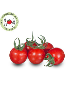 10x Tomatenzaden 'Primabella'