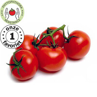 20x Tomatenzaden 'Rondobella'