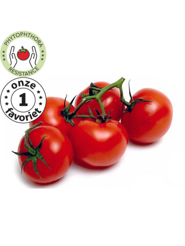 10x Tomatenzaden 'Rondobella'