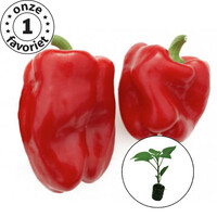 Paprikaplant 'Earliest Red'