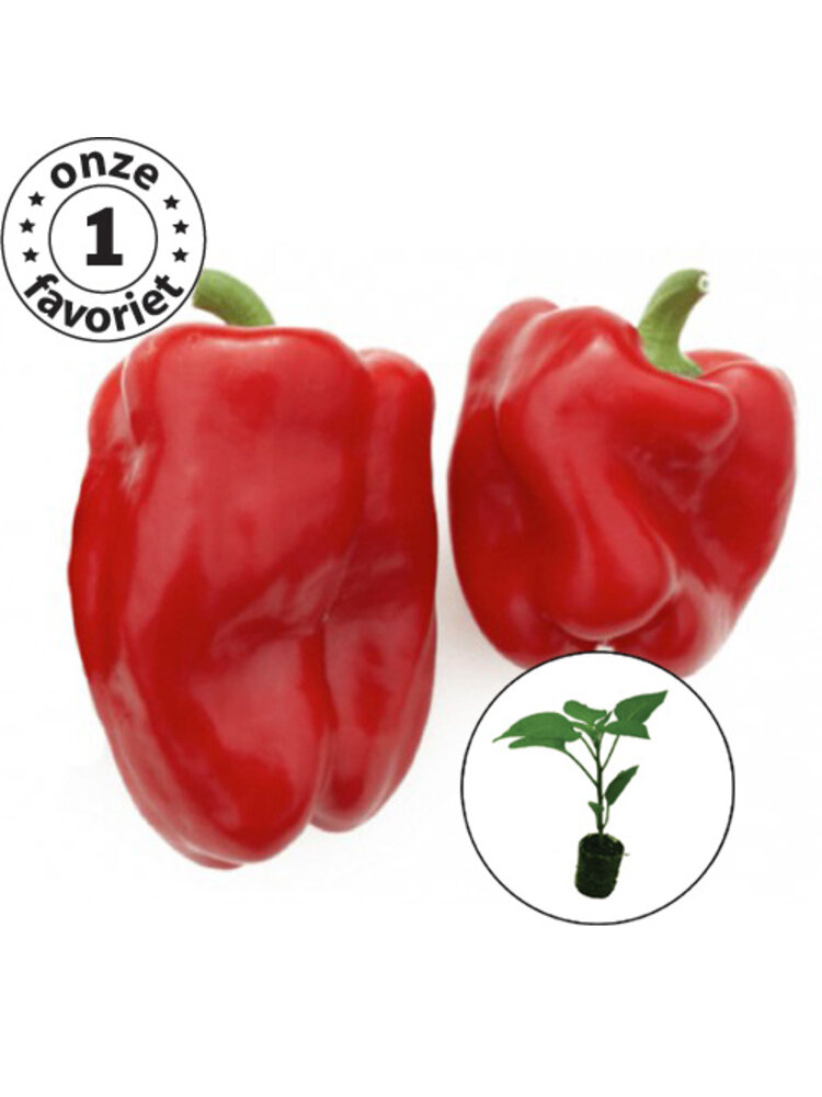 Paprikaplant 'Earliest Red'