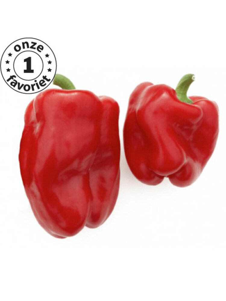 10x Paprika zaden 'Earliest Red'