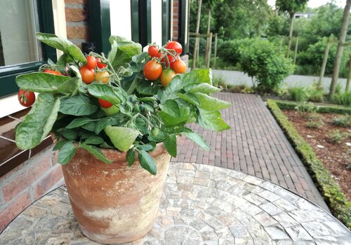 Groenteplanten voor in potten