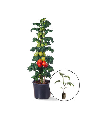 Tomatenplant 'Zadenna'
