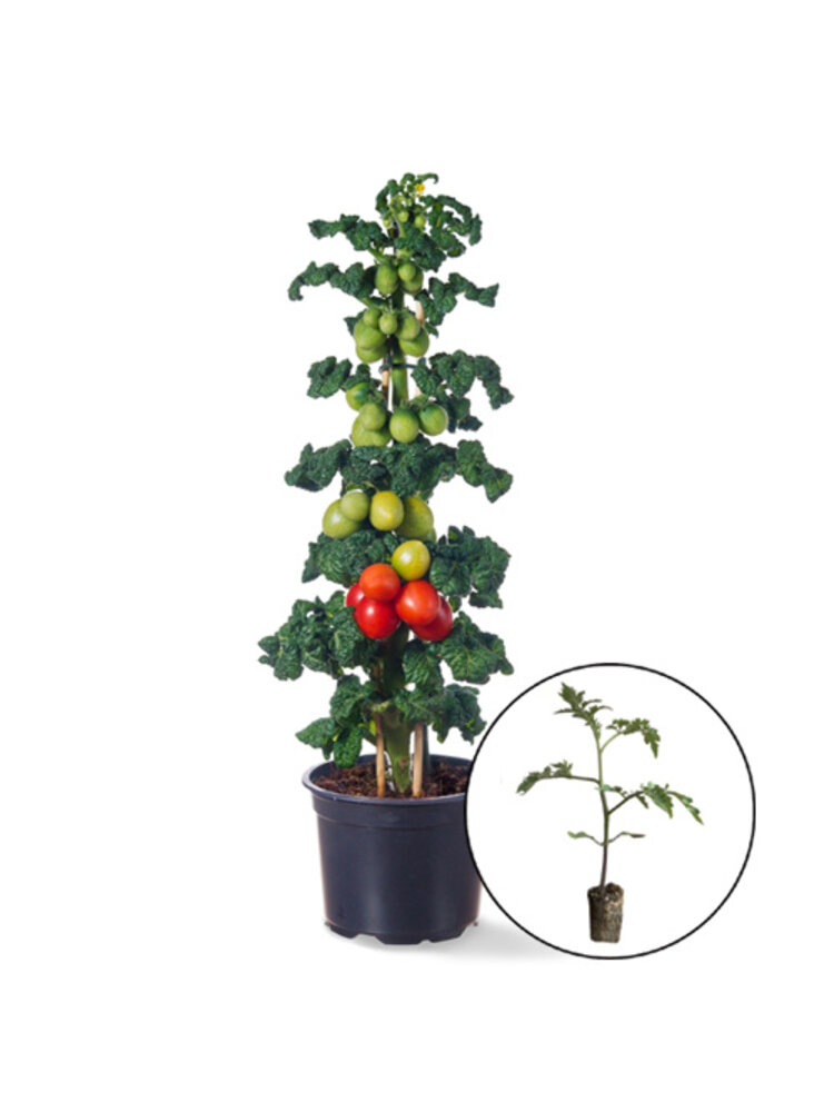 Tomatenplant 'Little Red Tree'