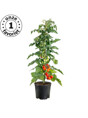 10x Tomatenzaden 'Farmzy® Sweet King'