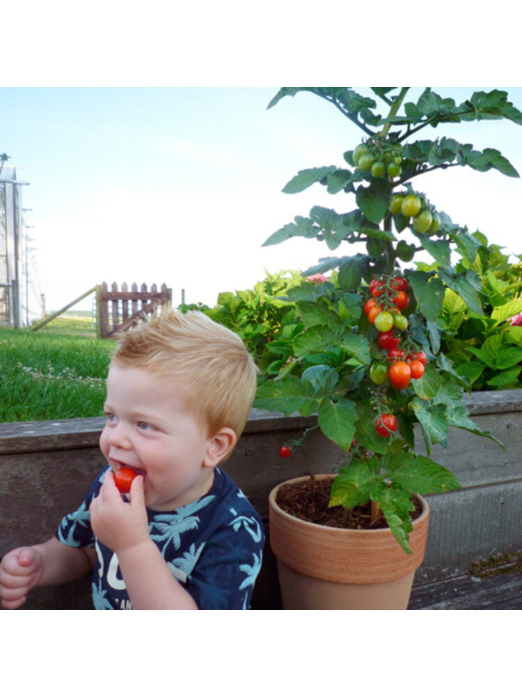 10x Tomatenzaden 'Sweet King'