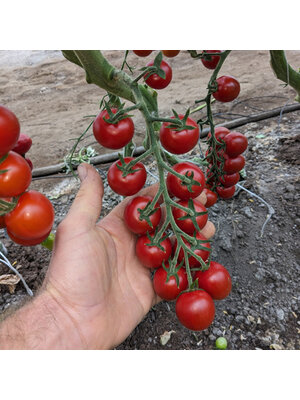 10x Tomatenzaden  'Primabella'