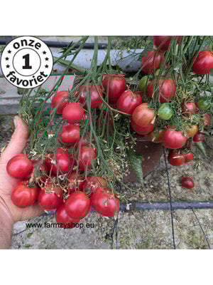 10x Tomatenzaden 'De Barao Pink'