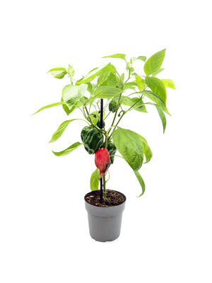 Paprikaplant 'Earliest Red'