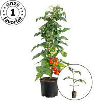 Tomatenplant 'Sweet King'