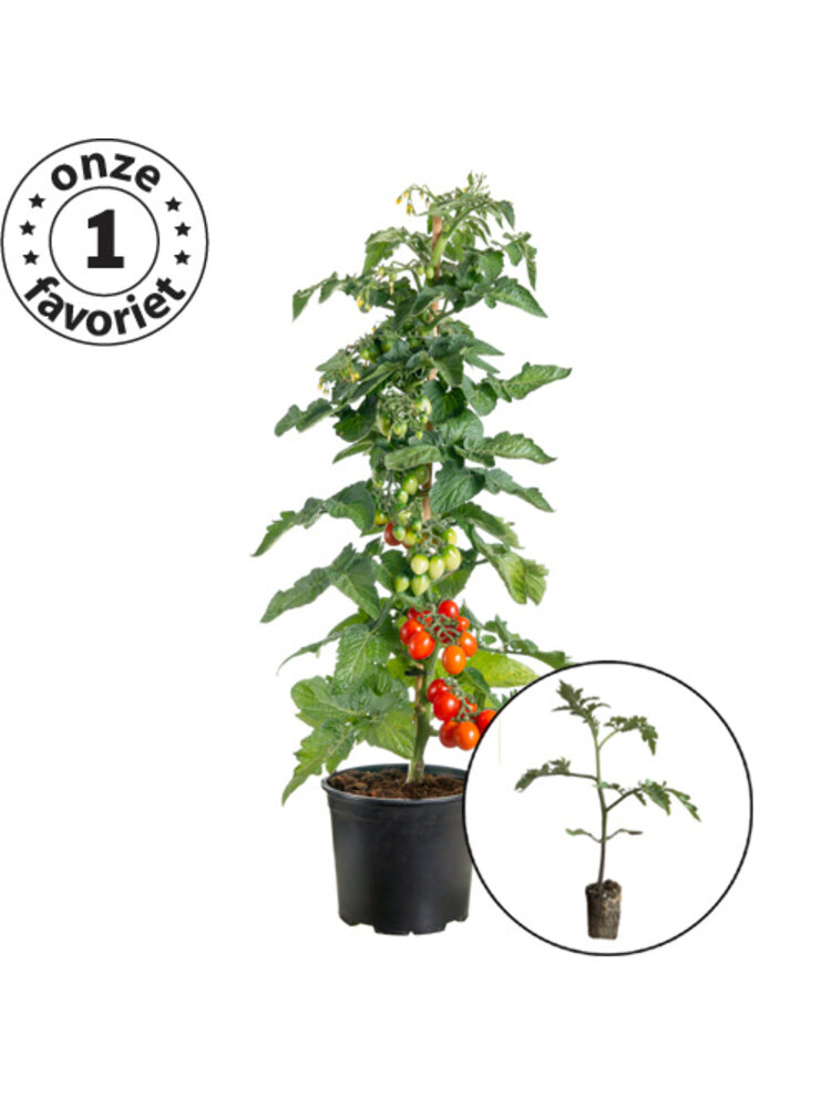 Tomatenplant 'Sweet King'