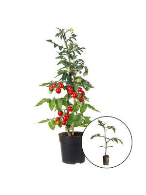Tomatenplant 'Zalara'