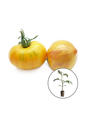 Tomatenplant 'Copia Z Dziobkiem'