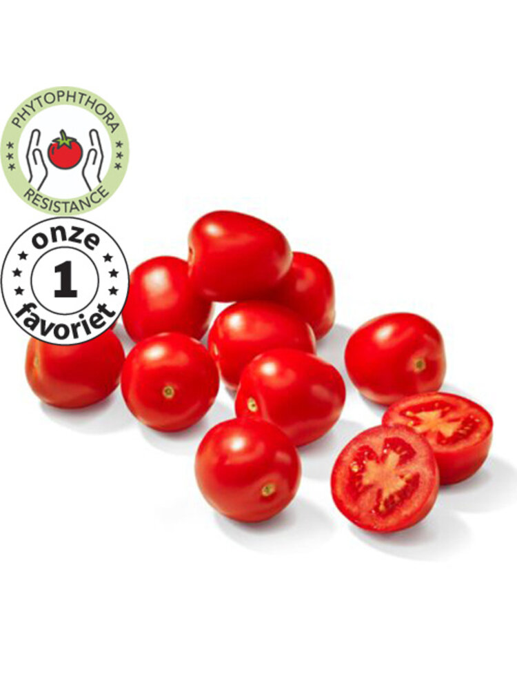 10x Tomatenzaden 'Sweet Survivor'