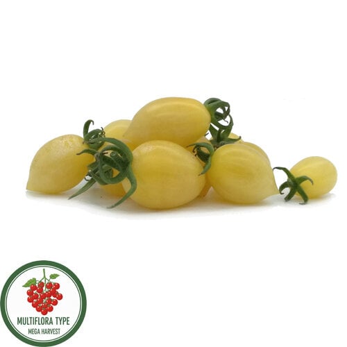 10x Tomatenzaden 'Barry’s Crazy Cherry'