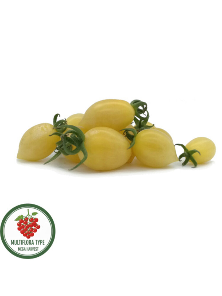 10x Tomatenzaden 'Barry’s Crazy Cherry'