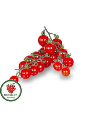 10x Tomatenzaden 'Sweet Aperitif'