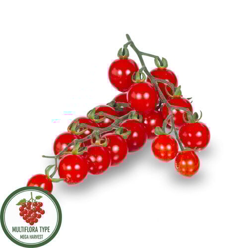 10x Tomatenzaden 'Sweet Aperitif'