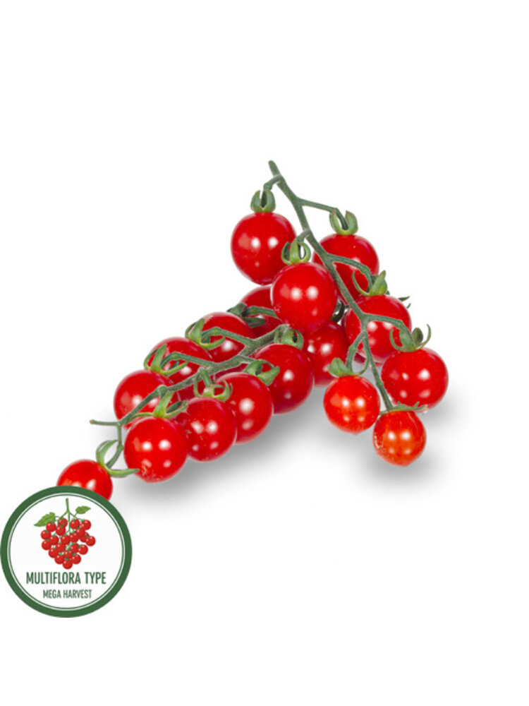 10x Tomatenzaden 'Sweet Aperitif'