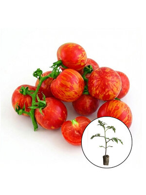 Tomatenplant 'Tigerella'